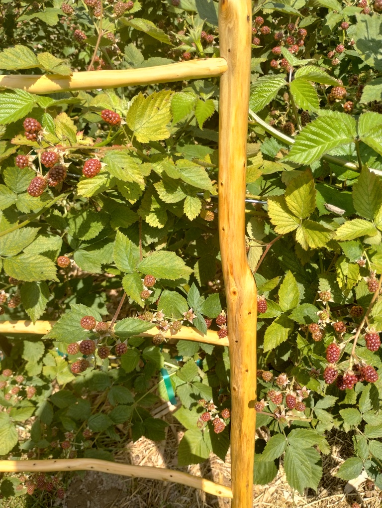 Handcrafted Riven Ladder